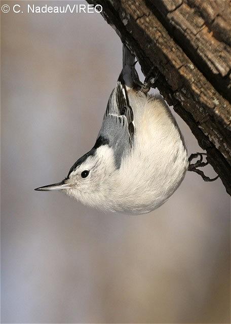 White-breasted Nuthatch